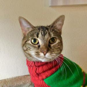 Image of Luna, Lost Cat