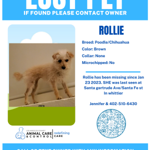 Lost Dog Rollie