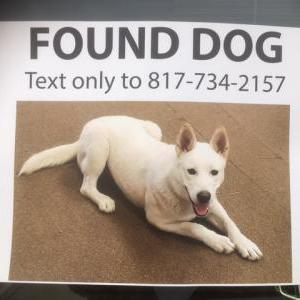 Found Dog unknown