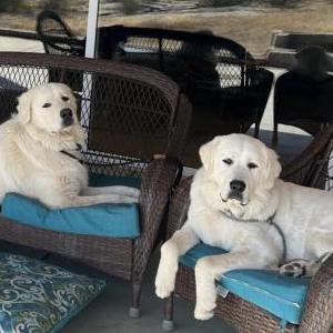 Lost Dog Milo & Archy