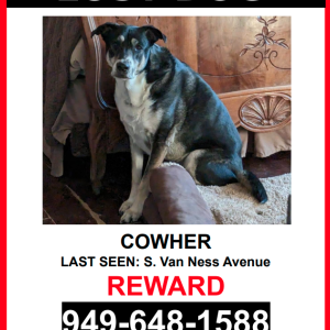 Image of Cowher, Lost Dog