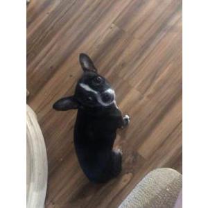 Lost Dog Luna Estrada