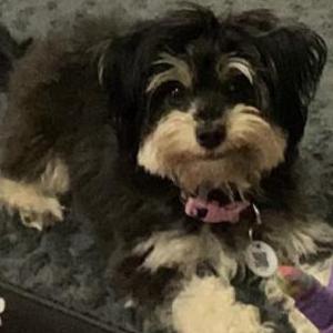 Lost Dog Lily