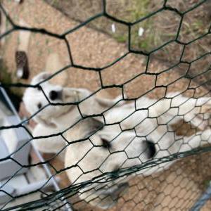 Image of Unknown, Found Dog