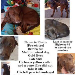 Lost Dog Pietro