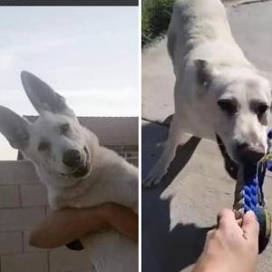 Lost Dog Ghost