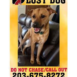 Lost Dog Diago