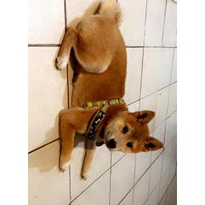 Image of Fox, Lost Dog