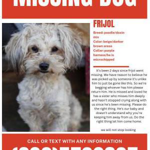 Image of Frijol, Lost Dog