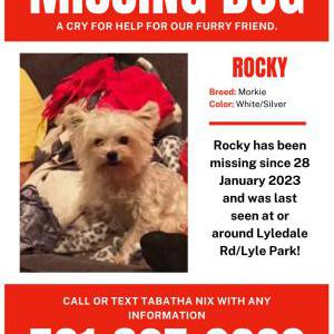 Lost Dog Rocky