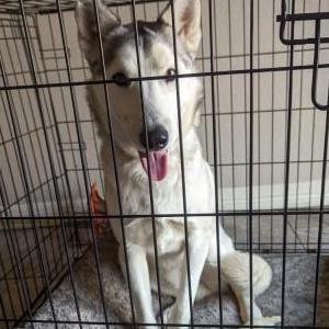 Image of Unknown, Found Dog