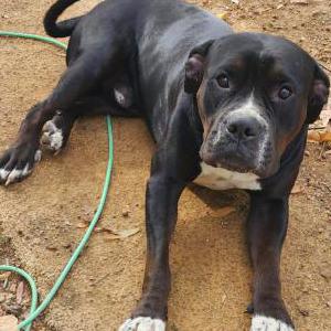 Image of Boon, Lost Dog