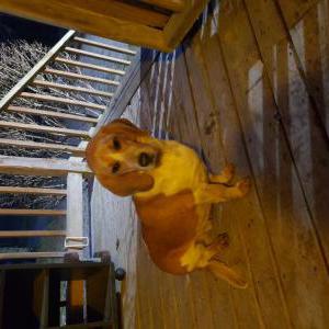 Image of Unknown, Found Dog