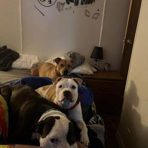 Image of Chloe and lucky, Lost Dog