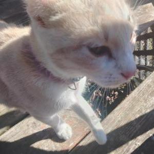Image of Unknown, Found Cat
