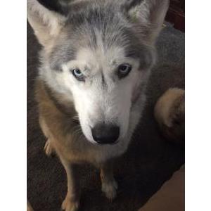 Image of Laska, Lost Dog