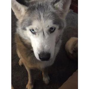 Lost Dog Laska