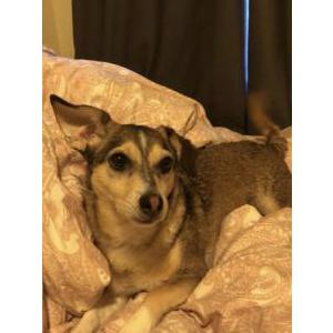 2nd Image of Wolfie, Lost Dog