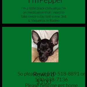 Lost Dog Pepper