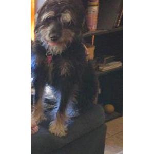 Image of Lil girl, Lost Dog