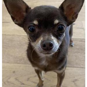 Image of Chihuahua, Found Dog