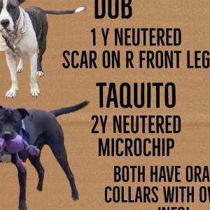 Image of Taquito and Dub, Lost Dog