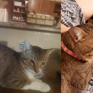 Image of Fortune, Lost Cat