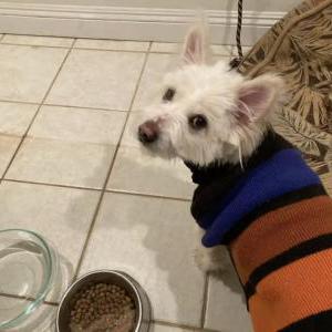 Found Dog Unknown