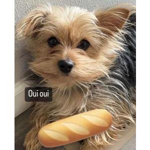 Lost Dog Mia