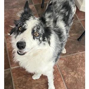 Found Dog Aussie shepherd