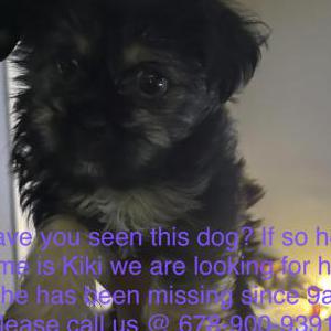 2nd Image of Kiki, Lost Dog
