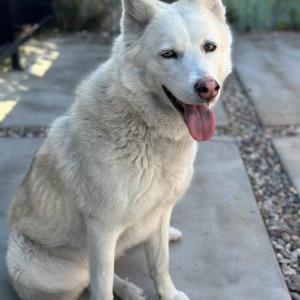 Found Dog unknown