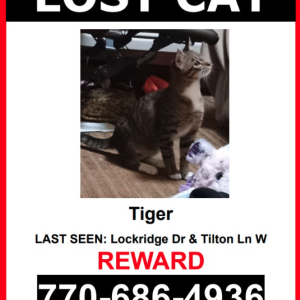 Lost Cat Tiger