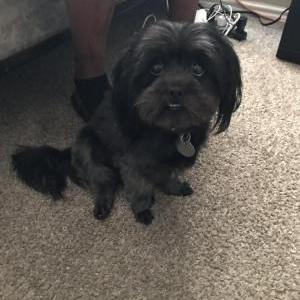 Lost Dog Black