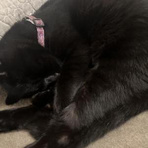 Lost Cat Negra