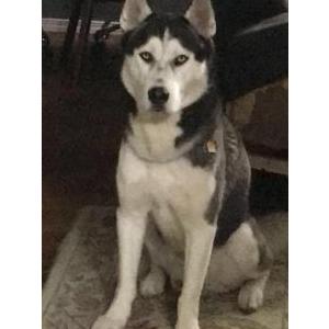 Lost Dog Siku (See-coup)