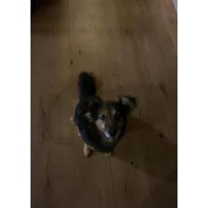 2nd Image of Django, Lost Dog