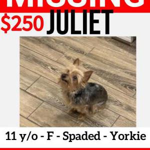 Lost Dog Juliett