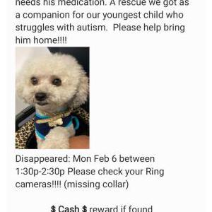 Lost Dog Journey