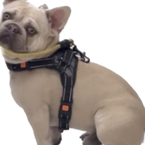 Lost Dog Milo