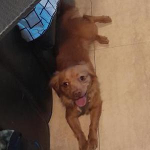Image of Ginger Sexton, Lost Dog