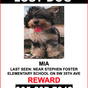 Lost Dog Mia