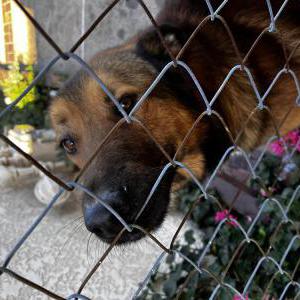 Found Dog Unknown