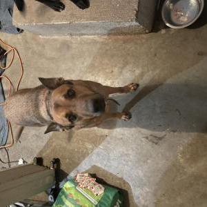 Lost Dog Jango