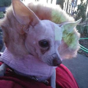 2nd Image of Gnocchi, Lost Dog