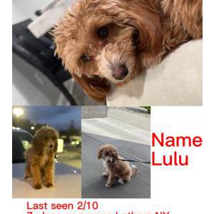 Lost Dog lulu