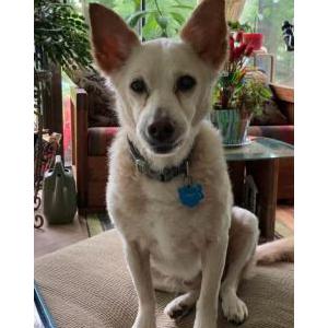 Image of Tanner, Lost Dog
