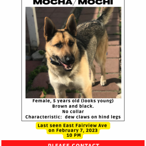 Lost Dog Mocha