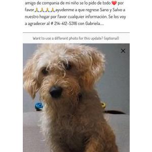 Lost Dog Odie