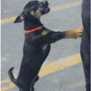 Lost Dog Havoc
